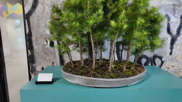 2025 Bonsai tentoonstelling Grescollge Reuver